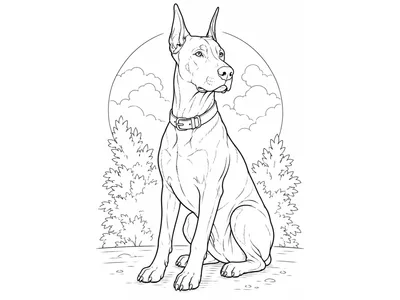 Kleurplaat Dobermann hond