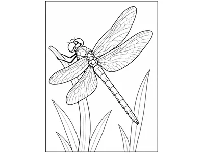 Kleurplaat libelle
